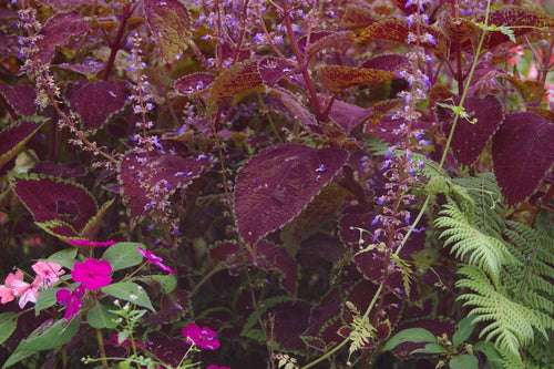 Buntnessel — Bild 6