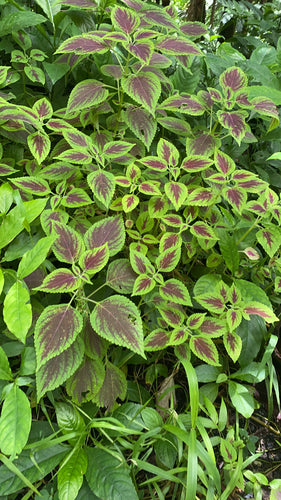 Buntnessel — Bild 1