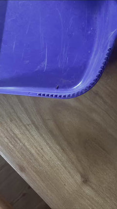 Getreideplattkäfer