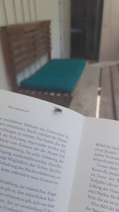 Gemeine Stubenfliege