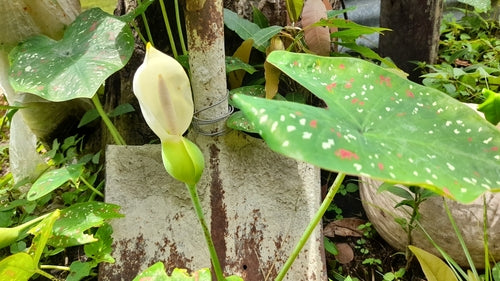 Caladium — Bild 1