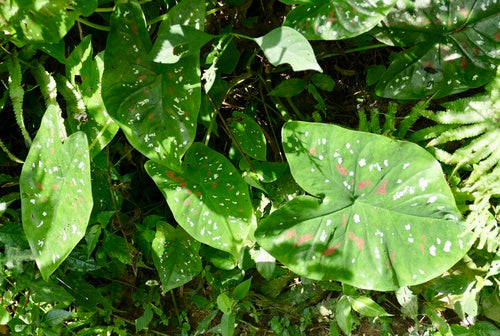 Caladium — Bild 4