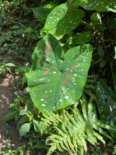 Caladium — Bild 3