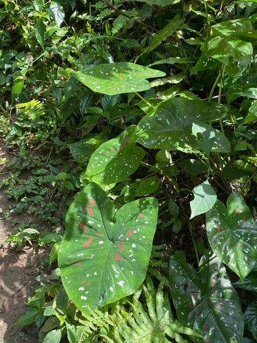 Caladium — Bild 2