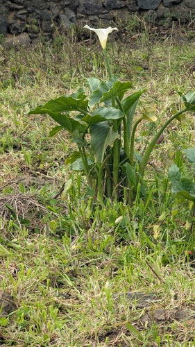 Calla — Bild 5