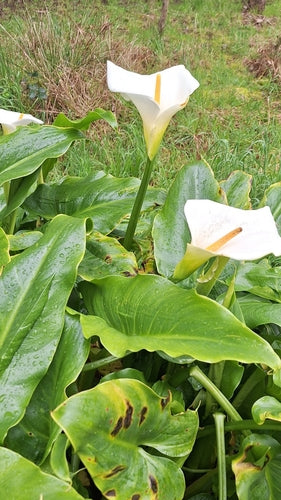Calla — Bild 5 von 51
