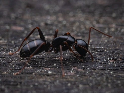 Camponotus Fallax — Bild 5