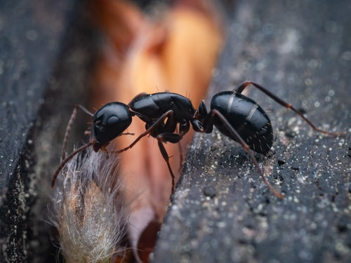 Camponotus Fallax — Bild 3