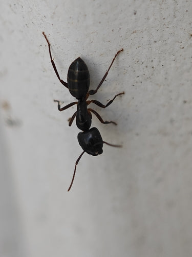 Camponotus Fallax — Bild 2
