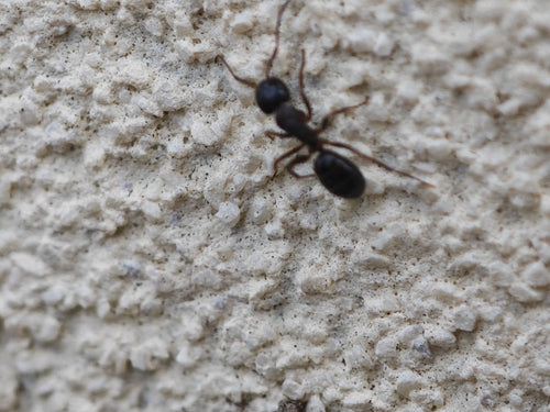 Camponotus Fallax — Bild 1