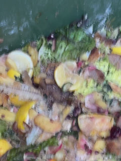 Zweiflügler - Oberursel
