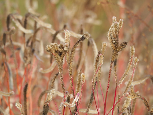 Celosia — Bild 5
