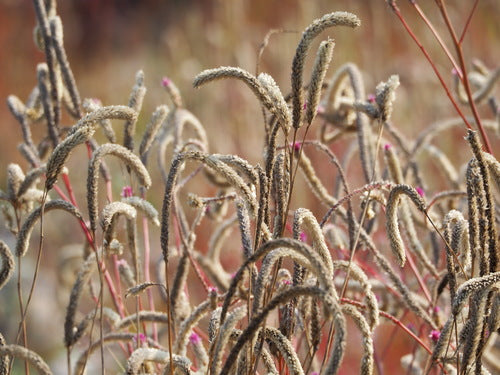 Celosia — Bild 5