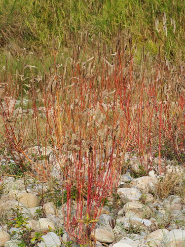 Celosia — Bild 3