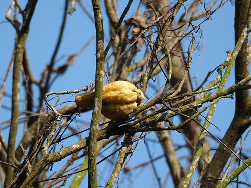 Chayote — Bild 3