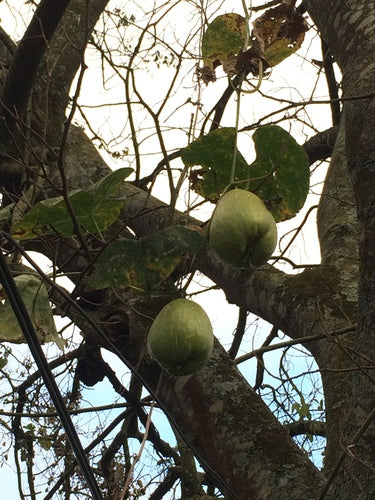 Chayote — Bild 1