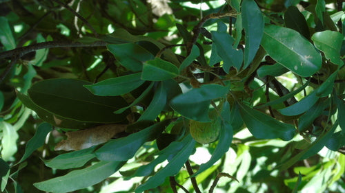 Cherimoya — Bild 2 von 5