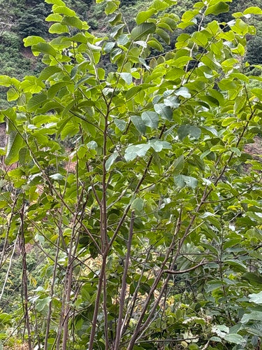 Cherimoya — Bild 5 von 5