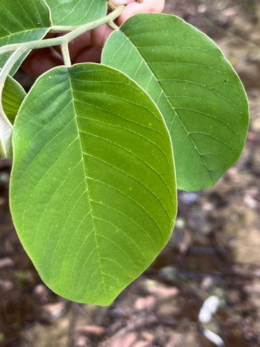 Cherimoya — Bild 1 von 5