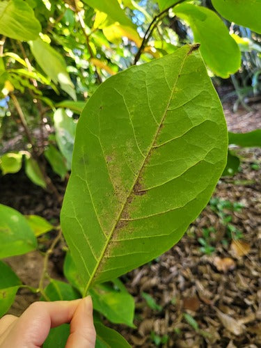 Cherimoya — Bild 3 von 5