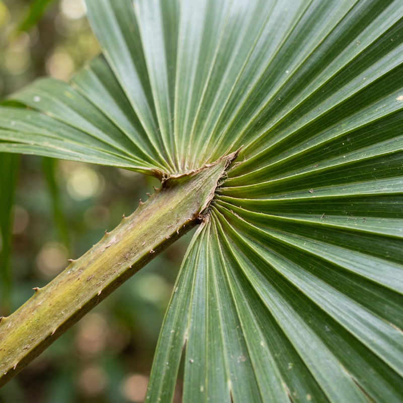 Chinesische Schirmpalme (Livistona chinensis), KI-Illustration