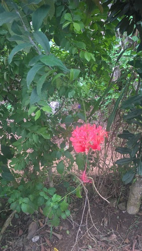 Chinesischer Roseneibisch — Bild 5