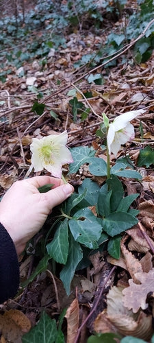 Christrose — Bild 4