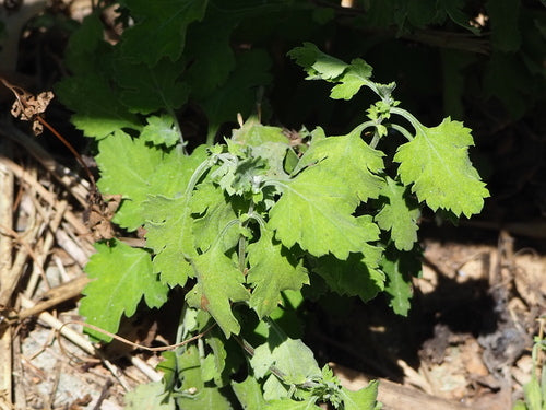 Chrysanthemen - Bild 2