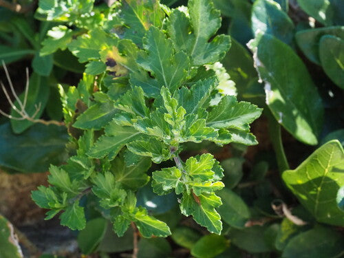 Chrysanthemen - Bild 8