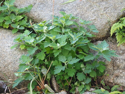 Chrysanthemen — Bild 1