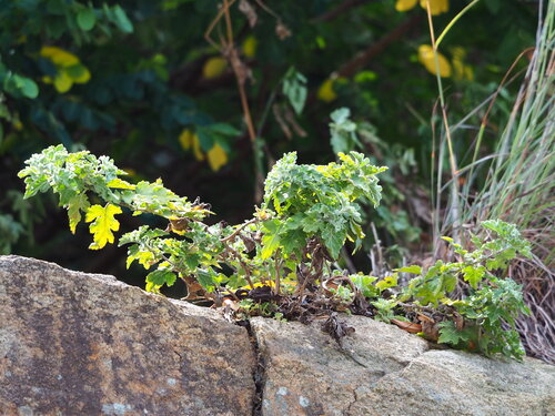 Chrysanthemen - Bild 4