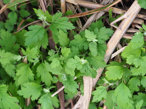 Chrysanthemen — Bild 3