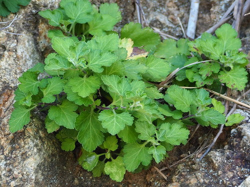 Chrysanthemen — Bild 4 von 19
