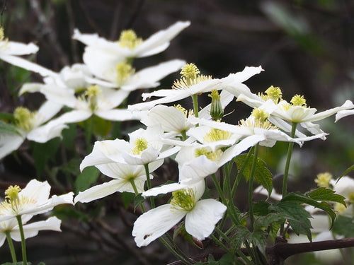 Clematis - Bild 7