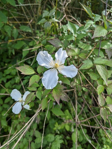 Clematis — Bild 5
