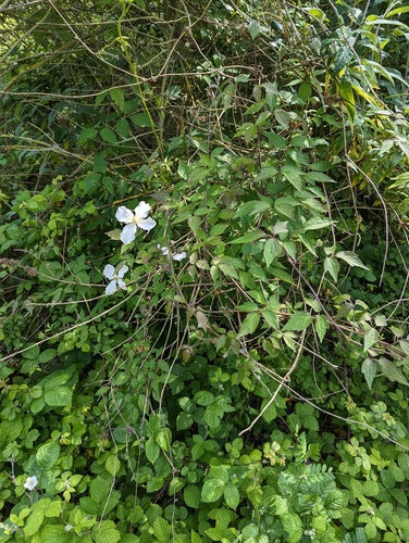 Clematis — Bild 4