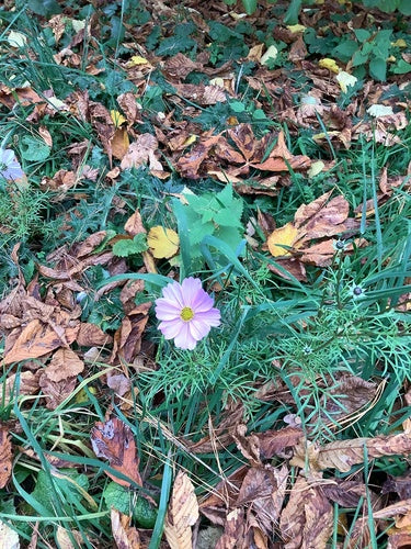 Cosmea — Bild 5