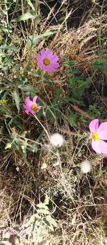 Cosmea — Bild 3