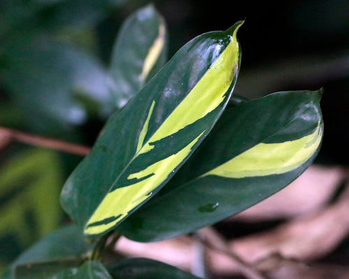 Ctenanthe — Bild 2 von 2