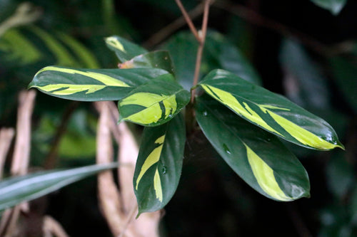 Ctenanthe — Bild 1 von 2