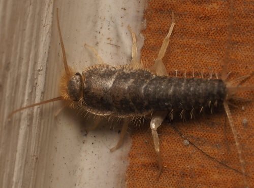 Ctenolepisma Longicaudata — Bild 3 von 8