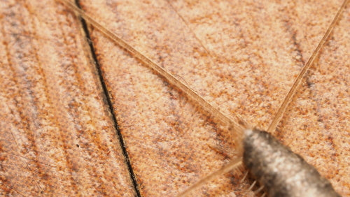 Ctenolepisma Longicaudata — Bild 5 von 8