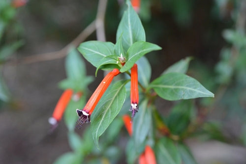 Cuphea — Bild 2