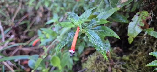 Cuphea — Bild 4