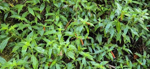 Cuphea — Bild 3