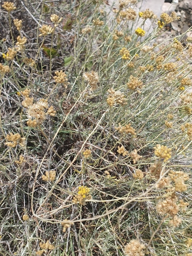 Currykraut — Bild 1