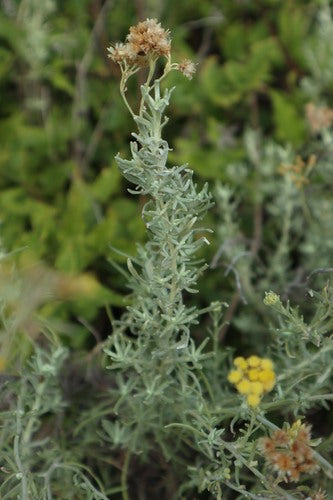 Currykraut — Bild 3