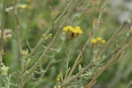 Currykraut — Bild 4