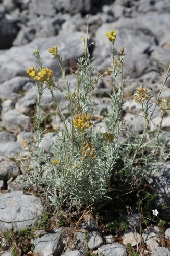 Currykraut — Bild 5