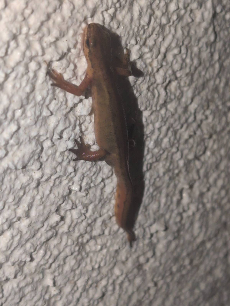 Teichmolch — Bild 1